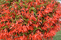 Beauvilia Dark Salmon Begonia (Begonia boliviensis 'Beauvillia Dark Salmon') at Echter's Nursery & Garden Center