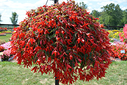 Beauvilia Red Begonia (Begonia boliviensis 'Beauvillia Red') at Echter's Nursery & Garden Center