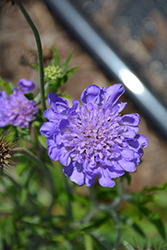 Giga Blue Pincushion Flower (Scabiosa columbaria 'Giga Blue') at Echter's Nursery & Garden Center