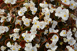 Nightife White Begonia (Begonia 'Nightlife White') at Echter's Nursery & Garden Center