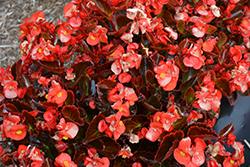 Nightife Red Begonia (Begonia 'Nightlife Red') at Echter's Nursery & Garden Center