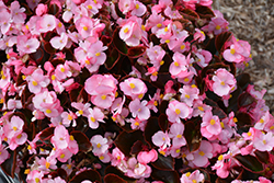Nightife Pink Begonia (Begonia 'Nightlife Pink') at Echter's Nursery & Garden Center