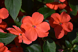 Beacon Salmon Impatiens (Impatiens walleriana 'PAS1357835') at Echter's Nursery & Garden Center