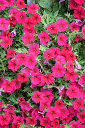 Wave Carmine Velour Petunia (Petunia 'PAS1302763') at Echter's Nursery & Garden Center