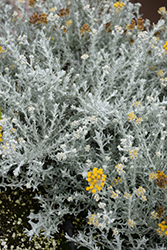 Silver Stitch Curry Bush (Helichrysum 'HYBHS18023') at Echter's Nursery & Garden Center