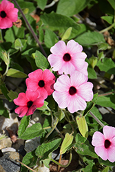 Sunny Susy Rose Sensation Black-Eyed Susan (Thunbergia alata 'Sunny Susy Rose Sensation') at Echter's Nursery & Garden Center