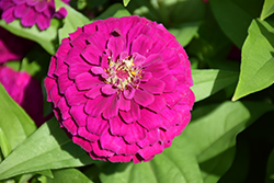 Zesty Purple Zinnia (Zinnia elegans 'Zesty Purple') at Echter's Nursery & Garden Center