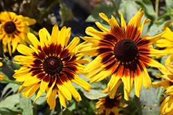 Denver Daisy Coneflower (Rudbeckia hirta 'Denver Daisy') at Echter's Nursery & Garden Center