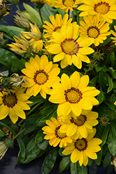 New Day Yellow Gazania (Gazania 'PAS1346162') at Echter's Nursery & Garden Center