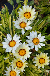 New Day White Gazania (Gazania 'PAS883194') at Echter's Nursery & Garden Center