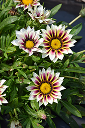 New Day Rose Stripe Gazania (Gazania 'PAS883192') at Echter's Nursery & Garden Center