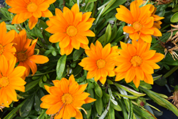 New Day Clear Orange Gazania (Gazania 'New Day Clear Orange') at Echter's Nursery & Garden Center