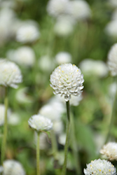 Ping Pong White Globe Amaranth (Gomphrena globosa 'Ping Pong White') at Echter's Nursery & Garden Center