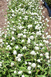 Ping Pong White Globe Amaranth (Gomphrena globosa 'Ping Pong White') at Echter's Nursery & Garden Center