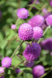 Ping Pong Lavender Globe Amaranth (Gomphrena globosa 'Ping Pong Lavender') at Echter's Nursery & Garden Center