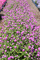 Ping Pong Lavender Globe Amaranth (Gomphrena globosa 'Ping Pong Lavender') at Echter's Nursery & Garden Center