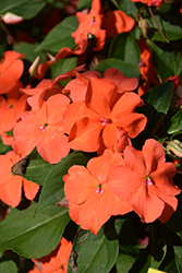 Beacon Salmon Impatiens (Impatiens walleriana 'PAS1357835') at Echter's Nursery & Garden Center