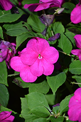 Beacon Violet Shades Impatiens (Impatiens walleriana 'PAS1357834') at Echter's Nursery & Garden Center