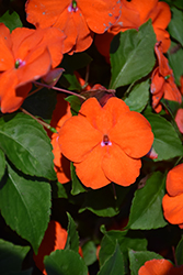 Beacon Orange Impatiens (Impatiens walleriana 'PAS1377331') at Echter's Nursery & Garden Center