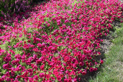 Wave Carmine Velour Petunia (Petunia 'PAS1302763') at Echter's Nursery & Garden Center