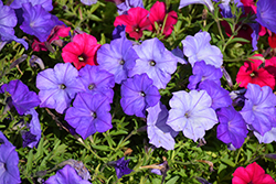 Easy Wave Lavender Sky Blue Petunia (Petunia 'Easy Wave Lavender Sky Blue') at Echter's Nursery & Garden Center