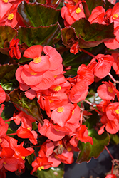 Viking Red on Bronze Begonia (Begonia 'Viking Red on Bronze') at Echter's Nursery & Garden Center