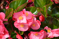 Viking Pink on Green Begonia (Begonia 'Viking Pink on Green') at Echter's Nursery & Garden Center