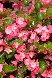 Viking Pink on Green Begonia (Begonia 'Viking Pink on Green') at Echter's Nursery & Garden Center