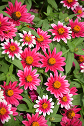 Profusion Cherry Bicolor Zinnia (Zinnia 'Profusion Cherry Bicolor') at Echter's Nursery & Garden Center