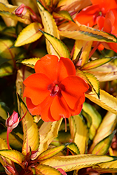 SunPatiens Vigorous Tropical Orange New Guinea Impatiens (Impatiens 'SAKIMP055') at Echter's Nursery & Garden Center