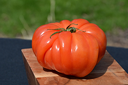 Costoluto Genovese Tomato (Solanum lycopersicum 'Costoluto Genovese') at Echter's Nursery & Garden Center