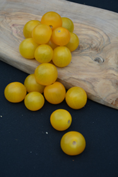 Sweet N' Neat Cherry Yellow Tomato (Solanum lycopersicum 'Sweet N' Neat Cherry Yellow') at Echter's Nursery & Garden Center