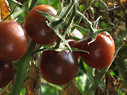 Black Cherry Tomato (Solanum lycopersicum 'Black Cherry') at Echter's Nursery & Garden Center