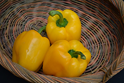 Yellow Bell Pepper (Capsicum annuum 'Yellow Bell') at Echter's Nursery & Garden Center
