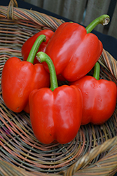 Red Bell Pepper (Capsicum annuum 'Red Bell') at Echter's Nursery & Garden Center