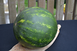 Cal Sweet Bush Watermelon (Citrullus lanatus 'Cal Sweet Bush') at Echter's Nursery & Garden Center