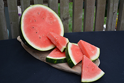 Cal Sweet Bush Watermelon (Citrullus lanatus 'Cal Sweet Bush') at Echter's Nursery & Garden Center