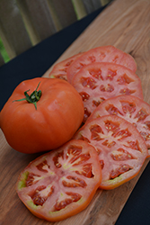 Supersteak Tomato (Solanum lycopersicum 'Supersteak') at Echter's Nursery & Garden Center