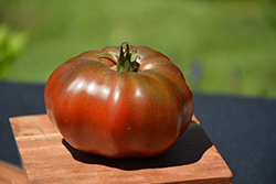 Black Krim Tomato (Solanum lycopersicum 'Black Krim') at Echter's Nursery & Garden Center