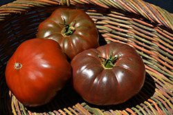 Cherokee Purple Tomato (Solanum lycopersicum 'Cherokee Purple') at Echter's Nursery & Garden Center