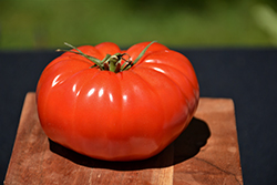 Champion Tomato (Solanum lycopersicum 'Champion') at Echter's Nursery & Garden Center