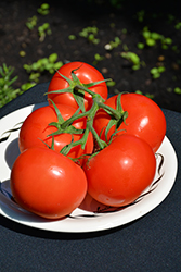 Fourth of July Tomato (Solanum lycopersicum 'Fourth of July') at Echter's Nursery & Garden Center