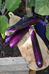 Millionaire Eggplant (Solanum melongena 'Millionaire') at Echter's Nursery & Garden Center