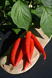 Super Chili Pepper (Capsicum annuum 'Super Chili') at Echter's Nursery & Garden Center
