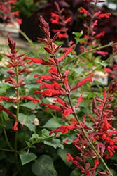 Roman Red Salvia (Salvia 'Roman Red') at Echter's Nursery & Garden Center