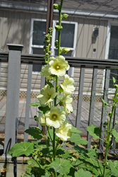 Spotlight Sunshine Hollyhock (Alcea rosea 'Sunshine') at Echter's Nursery & Garden Center