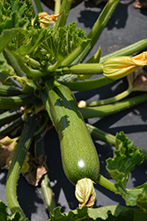 Aristocrat Zucchini (Cucurbita pepo var. cylindrica 'Aristocrat') at Echter's Nursery & Garden Center