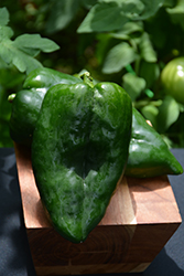 Poblano Pepper (Capsicum annuum 'Poblano') at Echter's Nursery & Garden Center