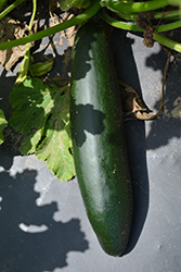 Dark Green Zucchini (Cucurbita pepo var. cylindrica 'Dark Green') at Echter's Nursery & Garden Center