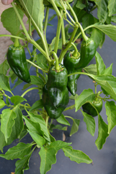 Carranza Pepper (Capsicum annuum 'Carranza') at Echter's Nursery & Garden Center